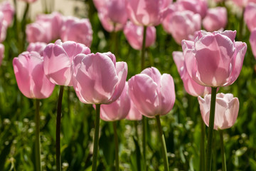 Tulips grown in a garden
