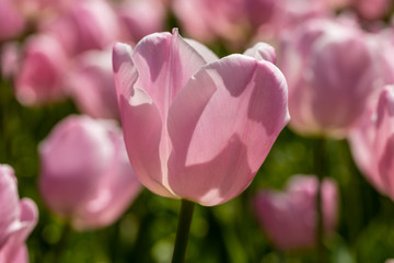 Tulips grown in a garden