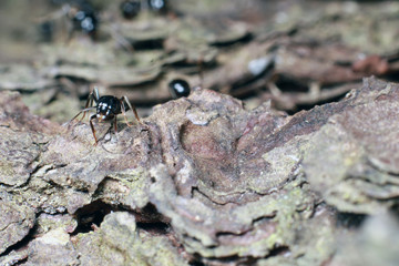 Black ant on tree bark.