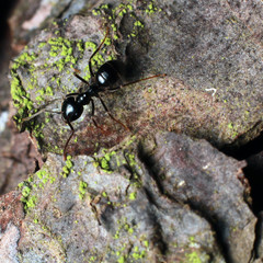 Black ant on tree bark.