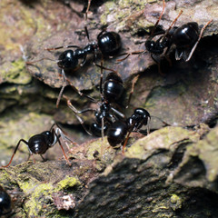Black ant on tree bark.