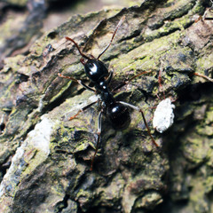 Black ant on tree bark.
