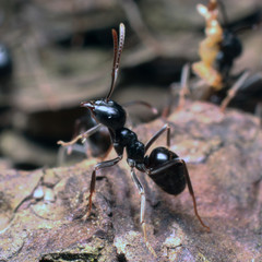 Black ant on tree bark.
