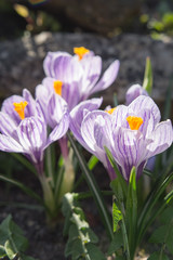 Spring crocuses blooming in the garden in front of the house