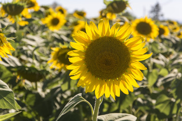 Fototapeta premium Girasoli
