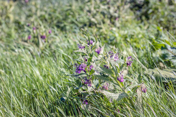 Purple flowering comfrey plant between the grass