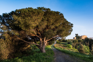 Rosignano Marittimo, Tuscany, Livorno - the pinewood and the tuscan farm seen from the Poggetti trail