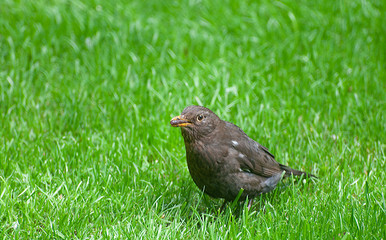 Amsel mit Regenwurm