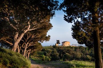 Obraz premium Rosignano Marittimo, Tuscany, Livorno - the pinewood and the tuscan farm seen from the Poggetti trail
