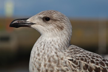 Young Seagull Profile