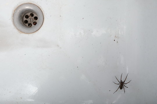 Eine Hausspinne in einem wei&szlig;en, emaillierten Ausgussbecken