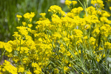 Field of yellow flowers. Summer, spring, Sunny background