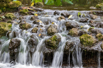 Fototapeta na wymiar Waterfall in Minterne Magna Gardes