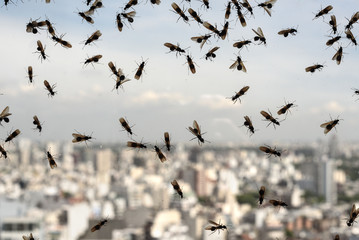 Plague of ants