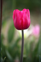 Tulpen
