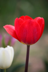 Fototapeta premium Tulpen