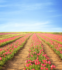 Picturesque view of field with blossoming tulips on sunny spring day
