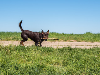 Australian Kelpie breed dog playing in the grass and swimming in the river