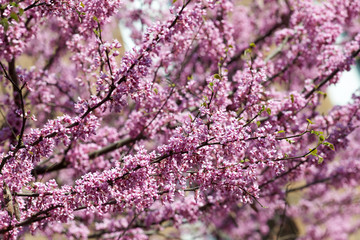 Closeup with flowering pink plum trees in the park.