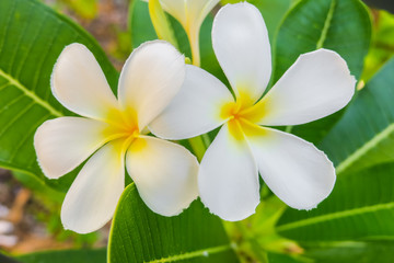 White tropical flower Frangipani