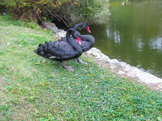 Fototapeta premium Two black swans on the shore of the pond. For screen savers, screens. Autumn