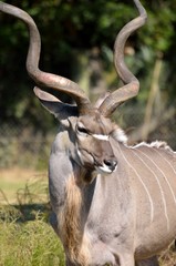 Greater Kudu at Animal reserve