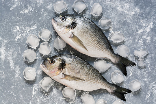 Raw dorado fish on a gray background with ice cubes. View from above.