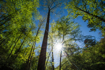 Obraz premium Catawba Falls, North Carolina