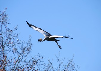 vol d'une grue royale