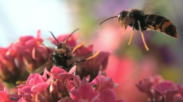 Bees wasps funny clash encounter countryside 