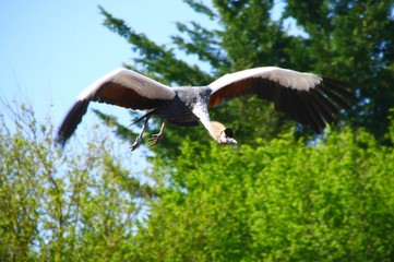 vol d'une grue royale