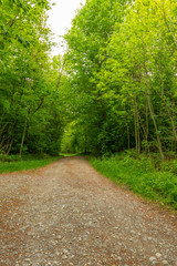 Obraz premium Weg im Wald im Hochformat