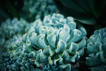 Cactus Natural Background