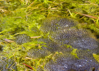 clusters of frog spawn