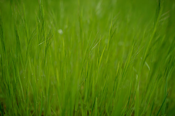 Spring or summer background, Sunny day with flowers and grass.