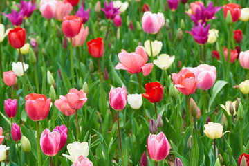 いろいろな色のチューリップ畑