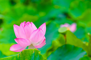 Lotus Flower.Background is the lotus leaf and lotus flower.Shooting location is Yokohama, Kanagawa Prefecture Japan.
