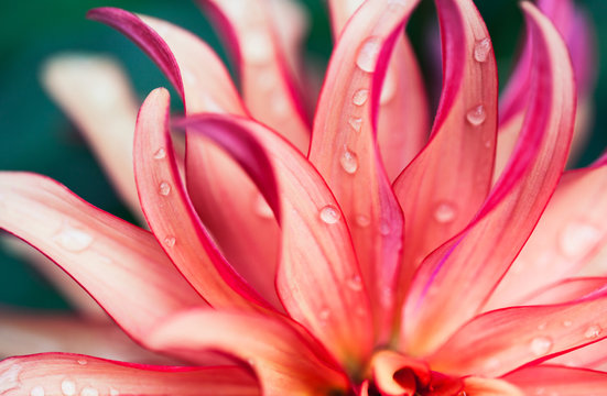 Pink Flower Macro