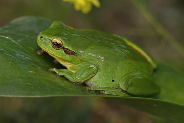 ranita meriodional