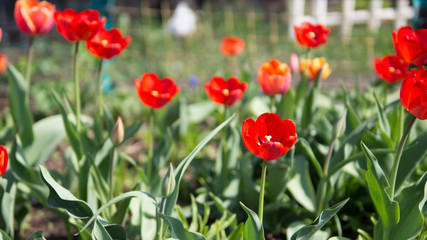 Nice tulips. Spring colorful flowers. Nature background