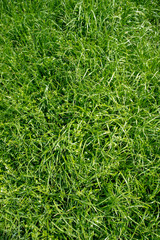 lawn