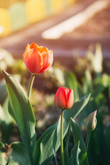 Naklejka premium Nice tulips. Spring colorful flowers. Nature background