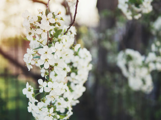 Beautiful cherry blossoms . Nature background