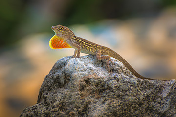 Brown anole (Anolis sagrei) in Cayo Guillermo, Cuba 