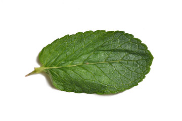 A beautiful and fresh mint leaf on a white background. Close-up