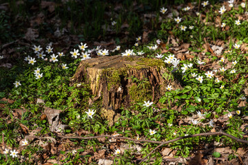 Baumstumpf im Frühlingswald