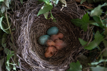 Amselnest mit 1 Tag alten Amselküken