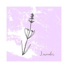 Hand drawn lavender flowers on vintage shabby texture. Pastel soft violet background. Vector decoration element