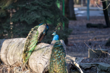 Naklejka premium Peacock - India National Bird