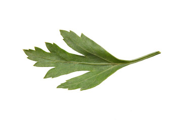 Fototapeta premium Bright and fresh green leaf of parsley on a white background. Close-up